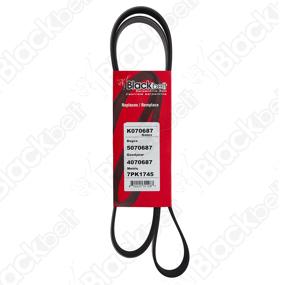 COURROIE SERPENTINE BLACK BELT