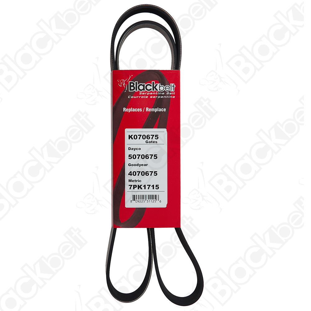 COURROIE SERPENTINE BLACK BELT