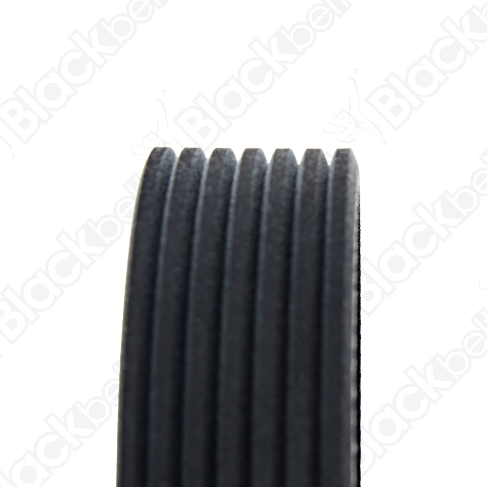COURROIE SERPENTINE BLACK BELT