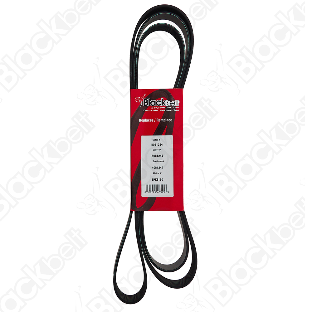 COURROIE SERPENTINE BLACK BELT - 2