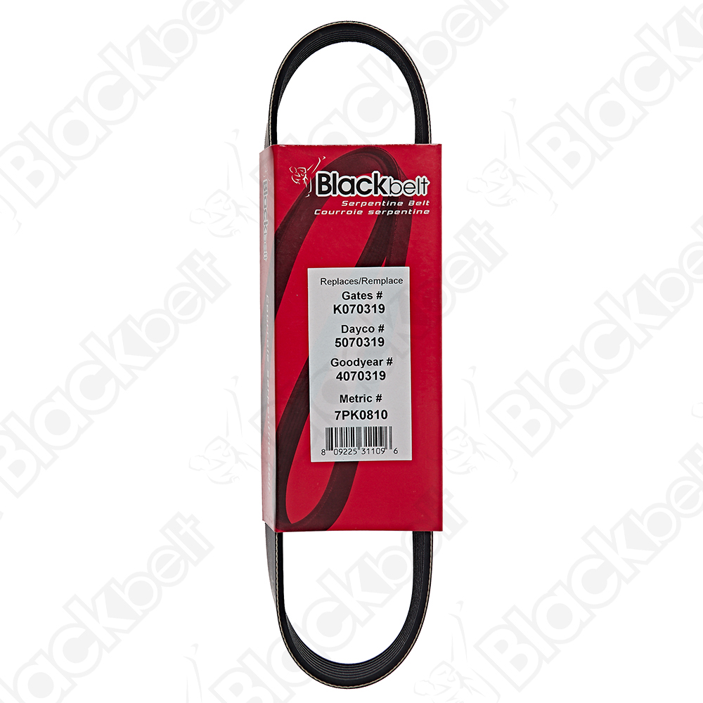 COURROIE SERPENTINE BLACK BELT - 2